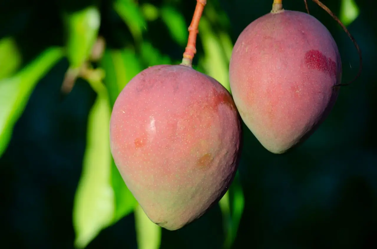 Vivid image of two ripe mangoes hanging from a tree branch in sunlight.
